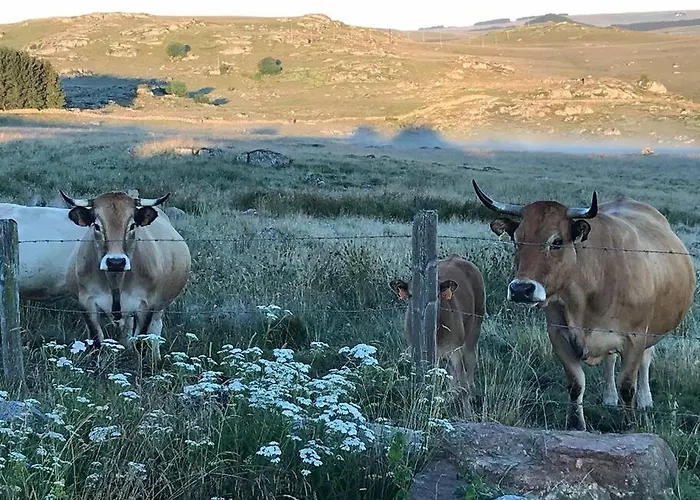 Buron Coeur D'aubrac Marchastel (Lozere)